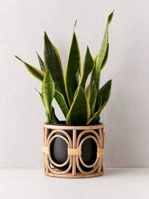 Bamboo Cane Planter