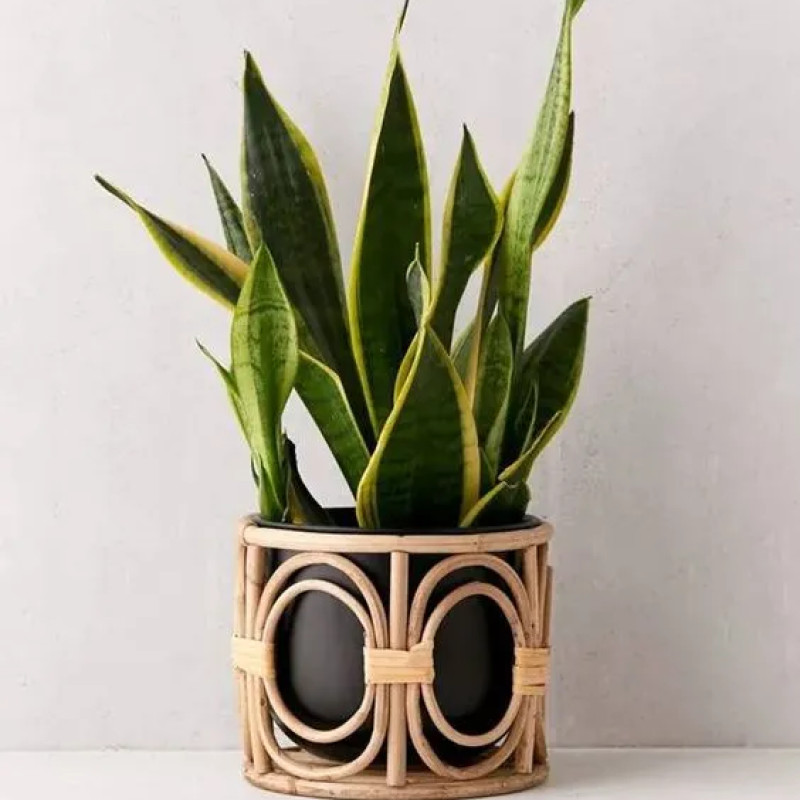 Planters