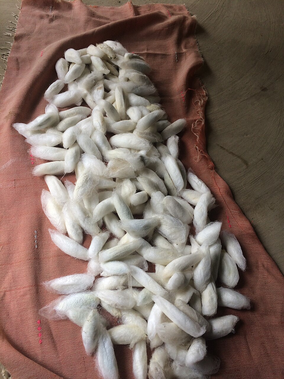 Eri silk cocoons